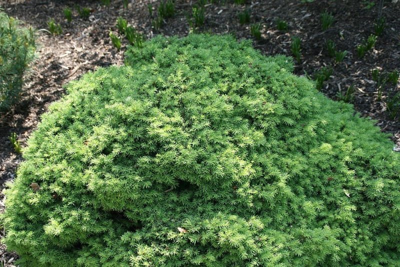 Norway spruce 'Little Gem' (Picea abies 'Little Gem')