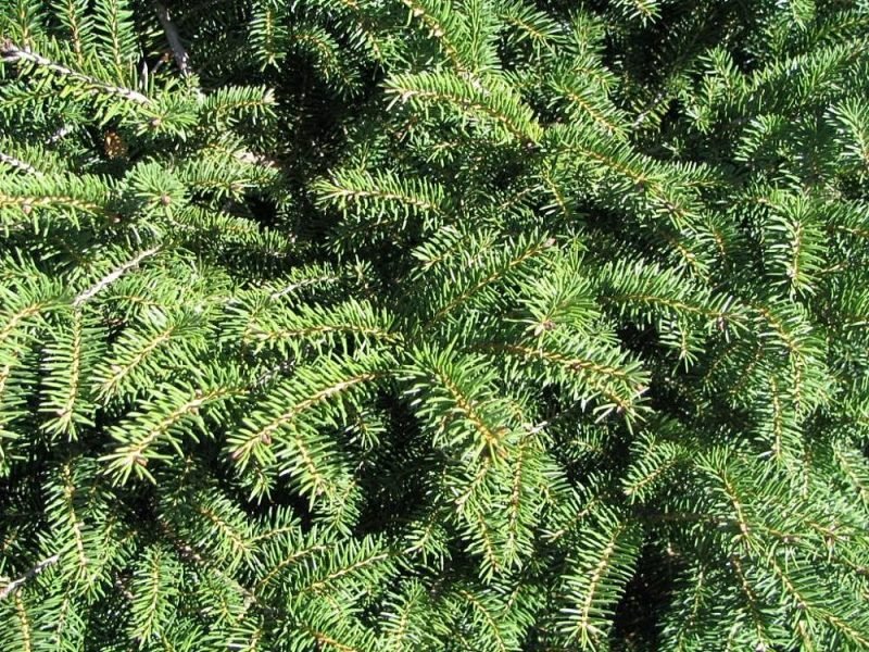 Norway spruce 'Nidiformis' (Picea abies 'Nidiformis')