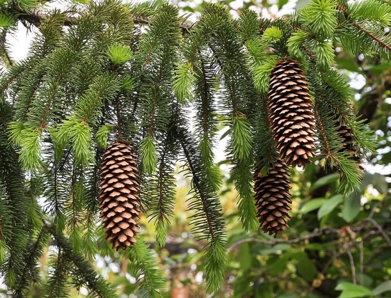Norway spruce (Picea abies)