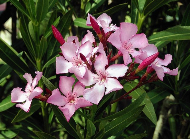 Oleander (Nerium oleander L.)
