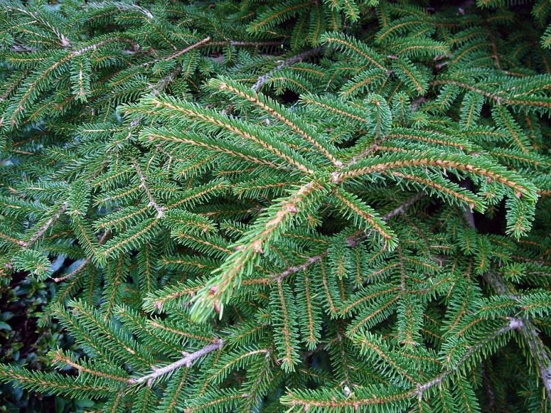 Oriental spruce (Picea orientalis)