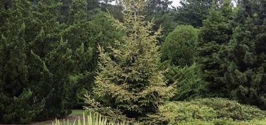 Oriental spruce 'Skylands' (Picea orientalis 'Skylands')