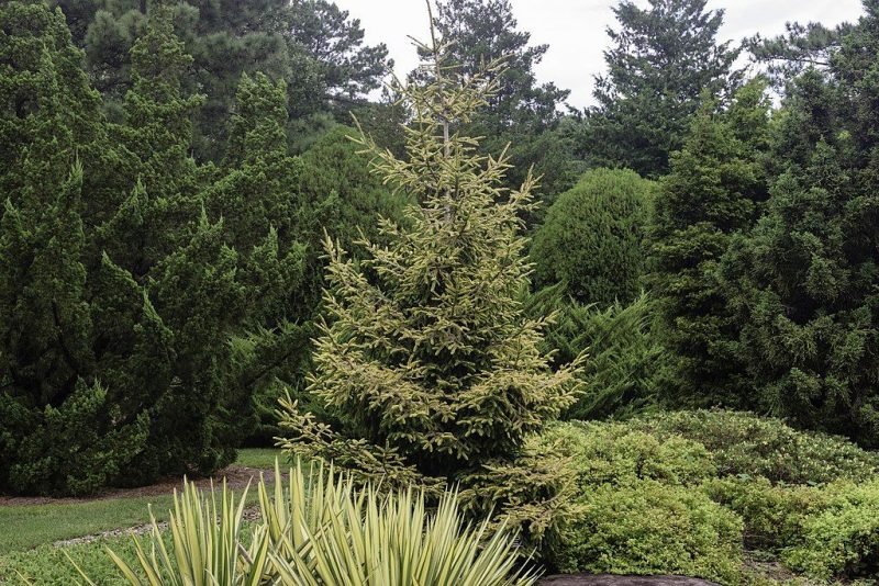 Oriental spruce 'Skylands' (Picea orientalis 'Skylands')