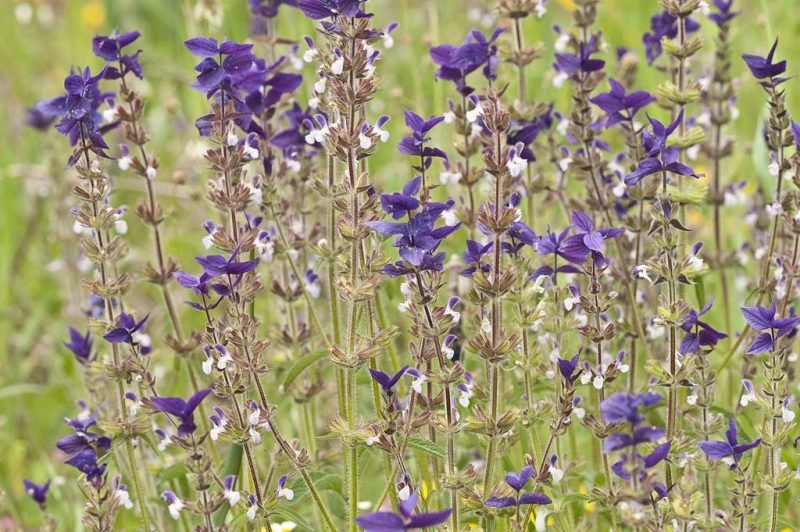 Painted sage (Salvia viridis)