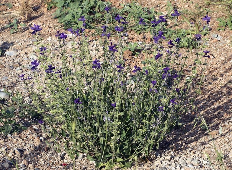 Painted sage (Salvia viridis) growing guides