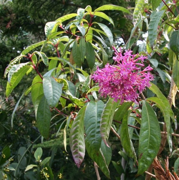 Paniculate fuchsia (Fuchsia paniculata)