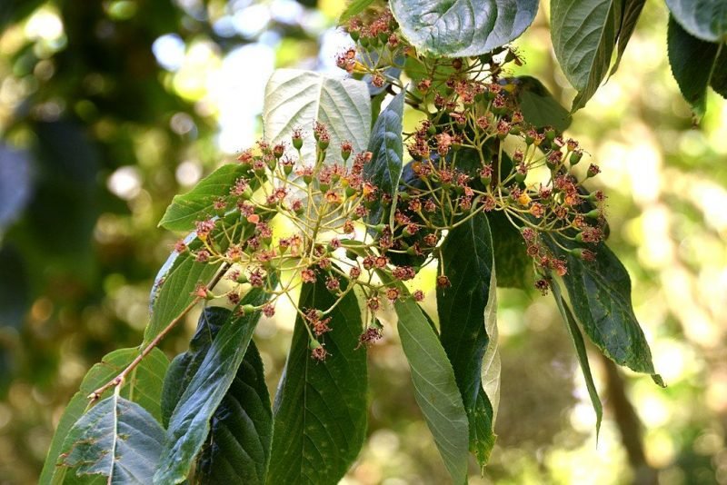 Photinia beauverdiana (Photinia beauverdiana)