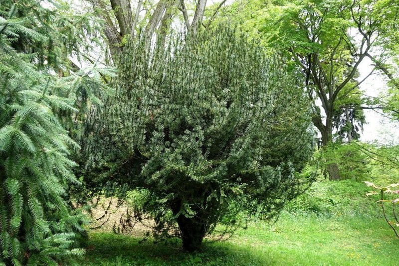 Plum yew 'Fastigiata' (Cephalotaxus harringtonia 'Fastigiata')