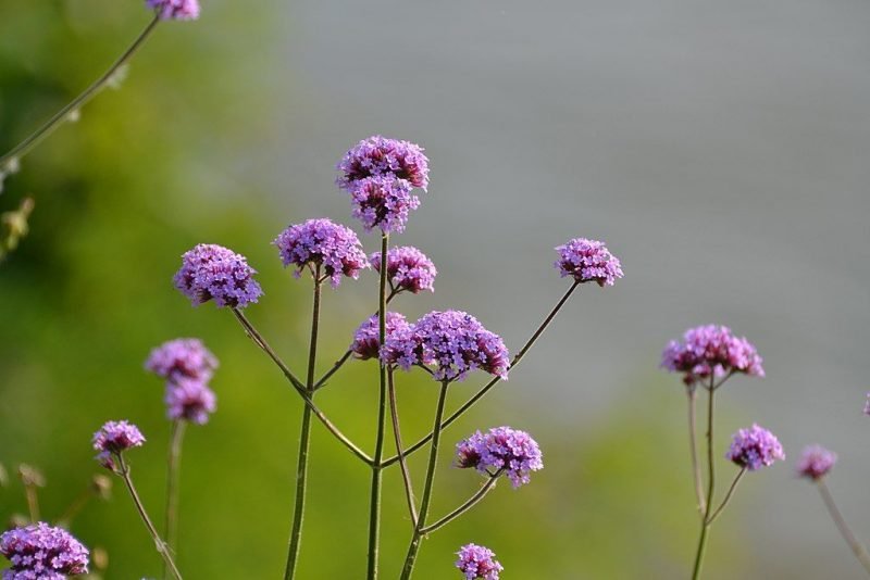 Purple top (Verbena bonariensis)
