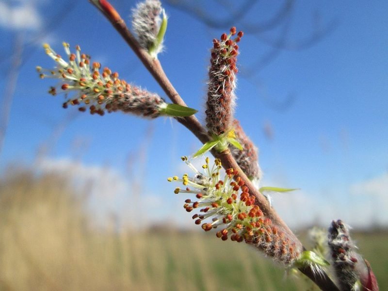 Purple willow (Salix purpurea)