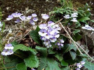 Rhodope haberlea (Haberlea rhodopensis)