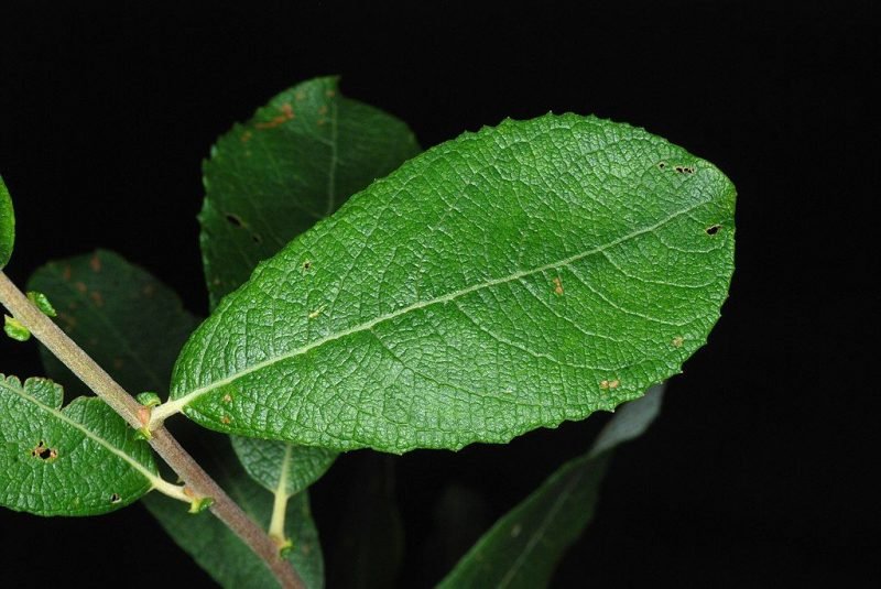 Rusty sallow (Salix cinerea subsp. oleifolia)