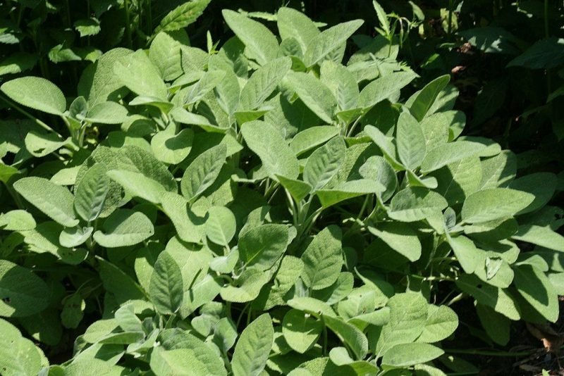 Sage 'Berggarten' (Salvia officinalis 'Berggarten')