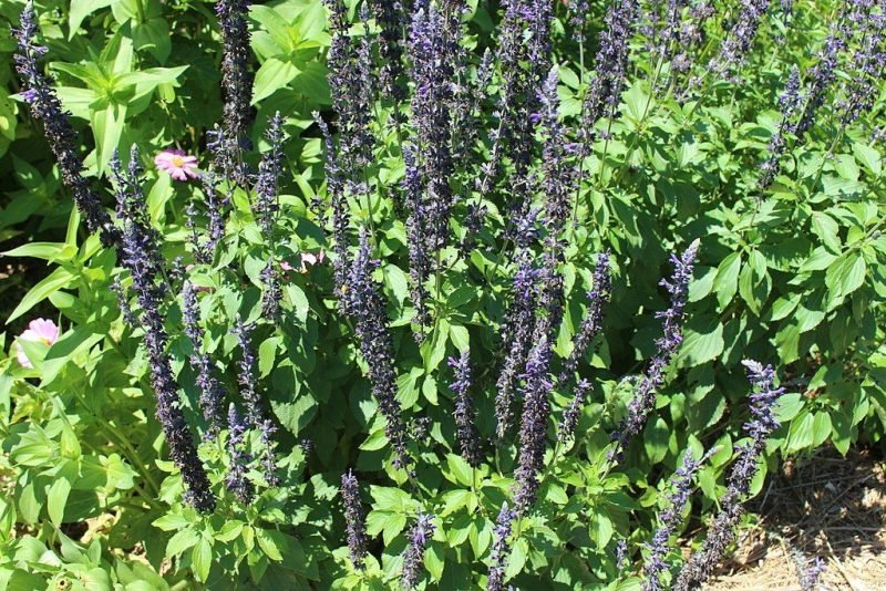 Sage Mystic Spires Blue 'Balsalmisp' (Salvia Mystic Spires Blue 'Balsalmisp')