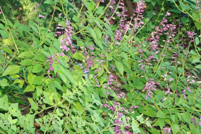 Scarlet-flowered sage 'Van-Houttei' (Salvia splendens 'Van-houttei')
