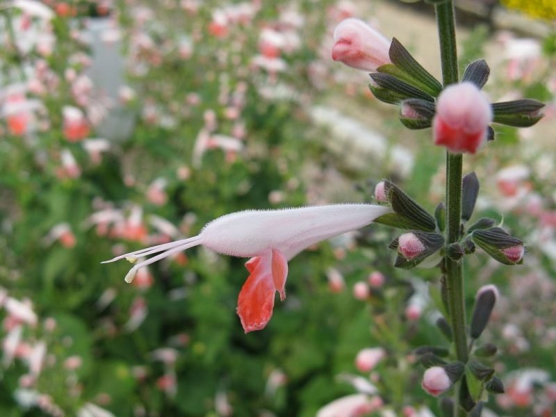 Scarlet sage 'Coral Nymph' (Salvia coccinea 'Coral Nymph')