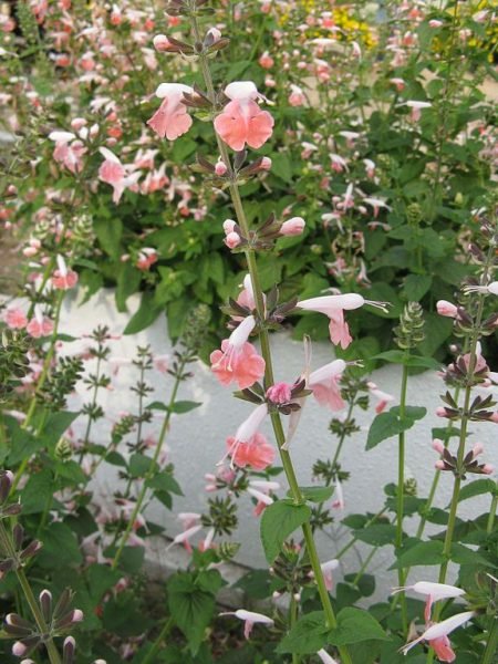 Where to plant Scarlet sage 'Coral Nymph' (Salvia coccinea 'Coral Nymph')_2