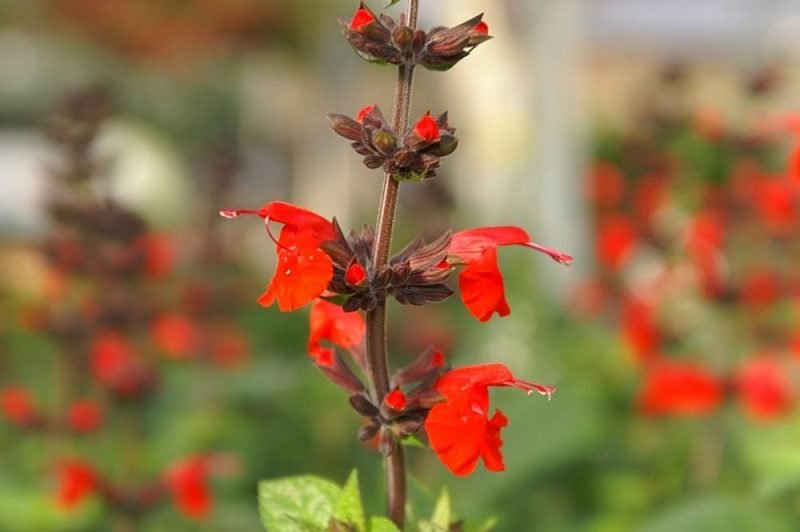 Scarlet sage (Salvia coccinea)