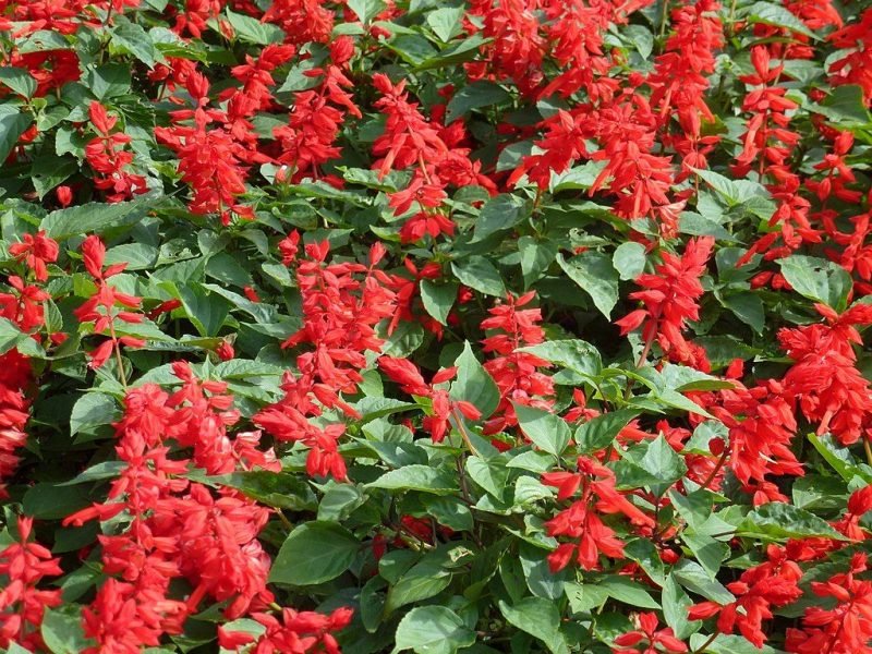 Scarlet sage (Salvia splendens)
