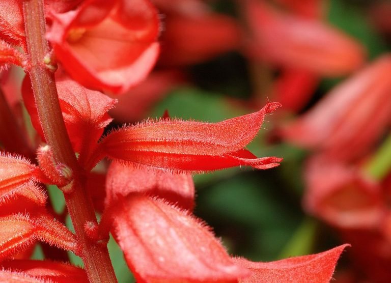 Scarlet sage (Salvia splendens) growing guides