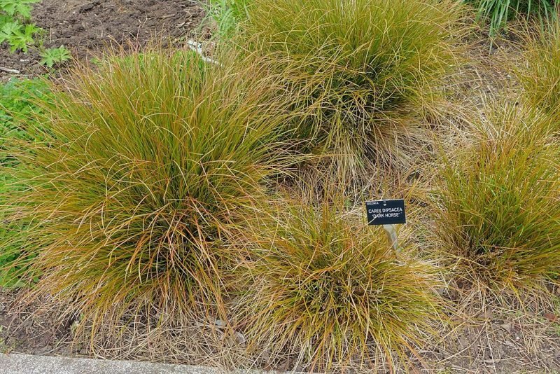 Sedge 'Dark Horse' (Carex dipsacea 'Dark Horse')