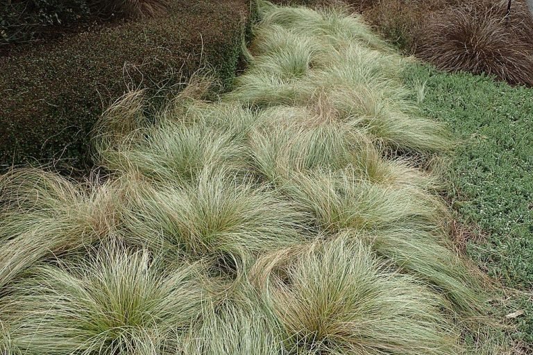 Sedge 'Frosted Curls' (Carex comans 'Frosted Curls') growing guides