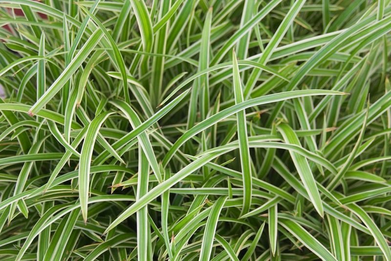Sedge 'Ice Dance' (Carex 'Ice Dance')
