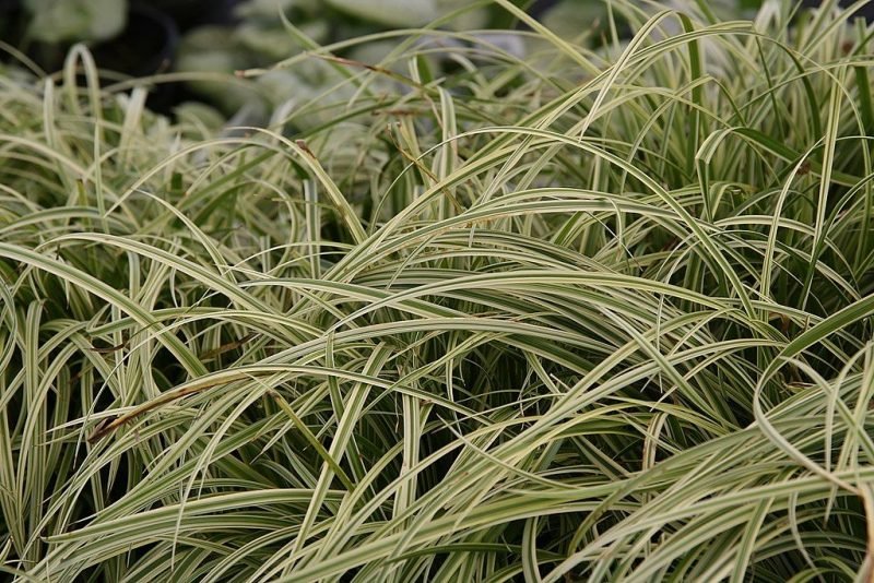Sedge 'Silver Sceptre' (Carex 'Silver Sceptre')