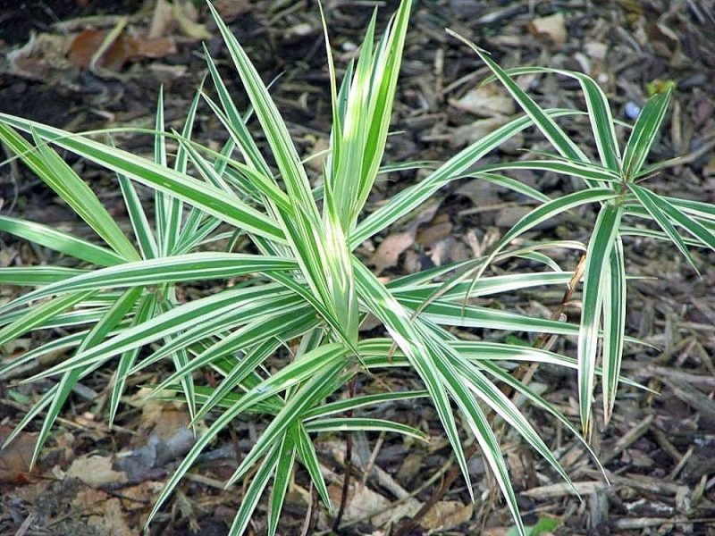 Sedge 'Sparkler' (Carex phyllocephala 'Sparkler')