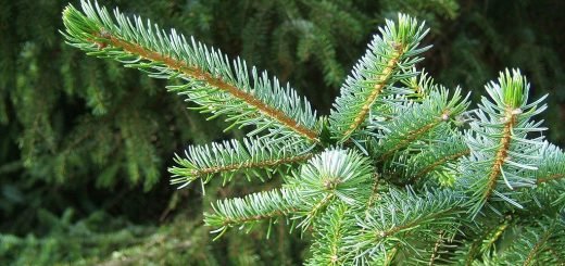 Serbian spruce (Picea omorika)