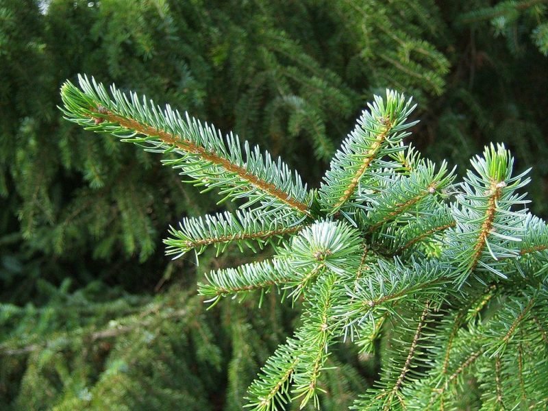 Serbian spruce (Picea omorika)