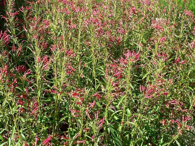 Sierra Madre lobelia (Lobelia laxiflora)