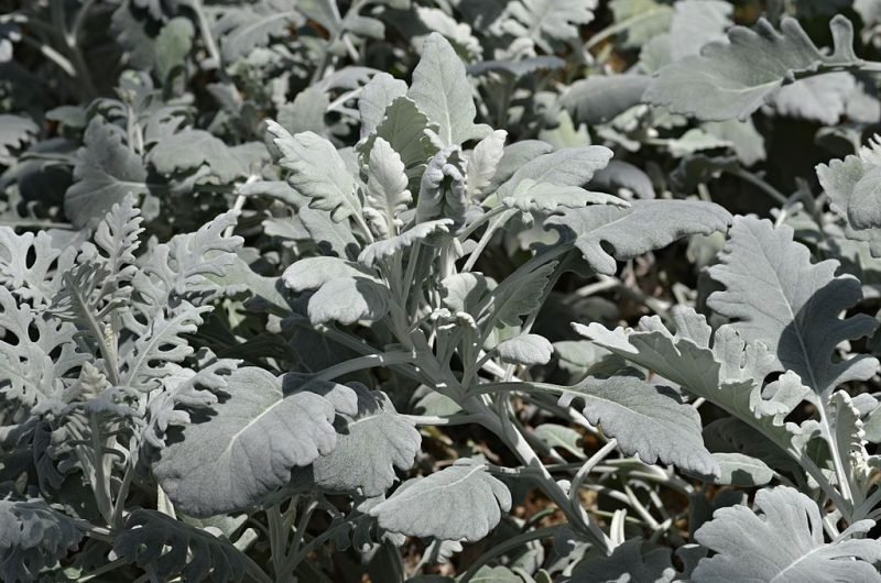 Silver ragwort 'Cirrus' (Jacobaea maritima 'Cirrus')
