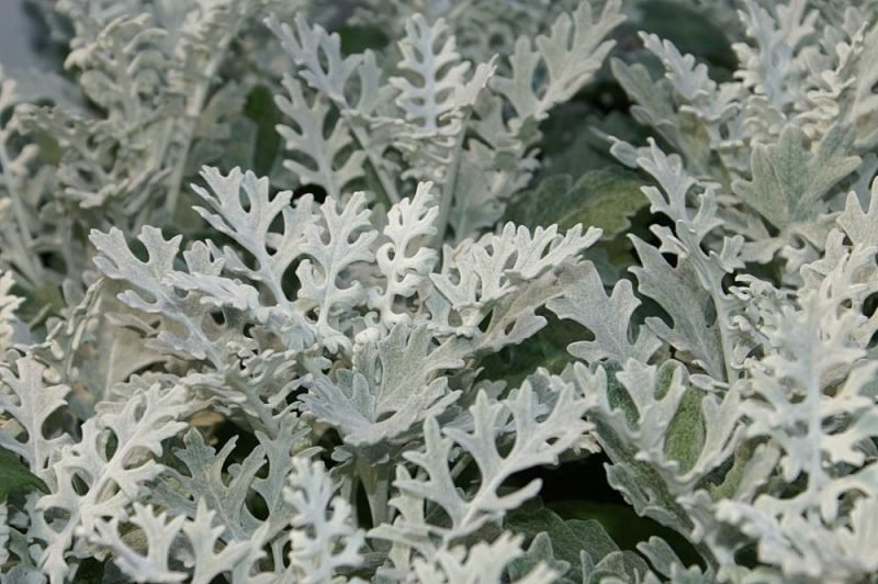 Silver ragwort 'Silver Dust' (Jacobaea maritima 'Silver Dust')