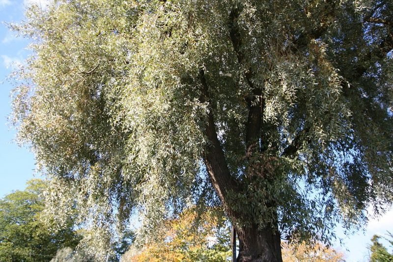 Silver willow (Salix alba var. sericea)