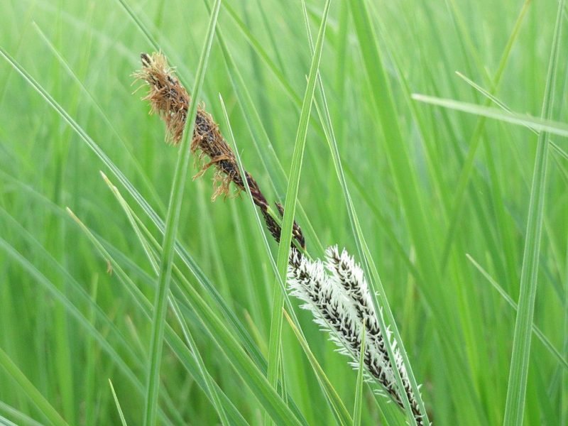 Slender-tufted sedge (Carex acuta)