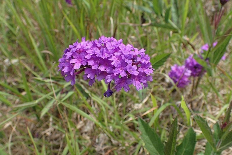 Slender vervain (Verbena rigida)