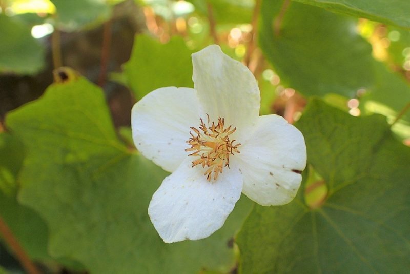 Snow poppy (Eomecon chionantha)