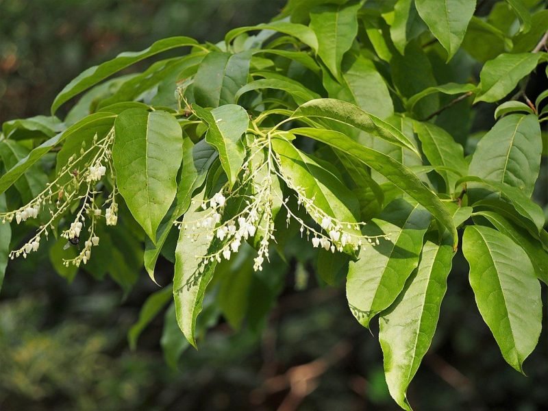 Sorrel tree (Oxydendrum arboreum)