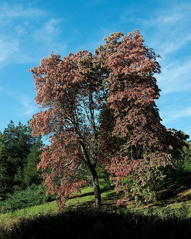 Sorrel tree (Oxydendrum arboreum) growing guides