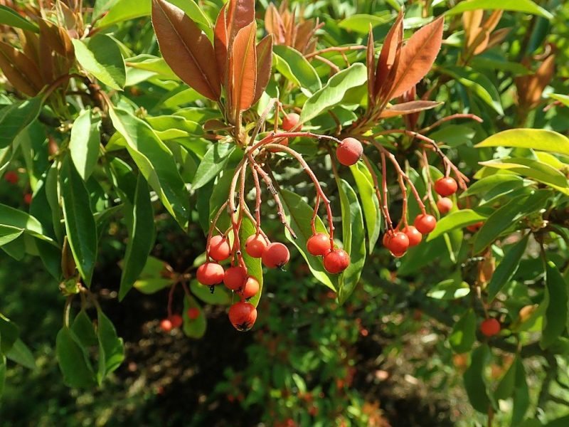 Stranvaesia (Photinia davidiana)