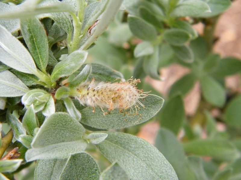 Swiss willow (Salix helvetica)