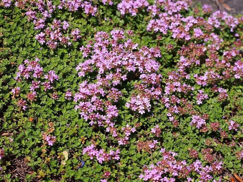 Thyme Coccineus Group (Thymus Coccineus Group)