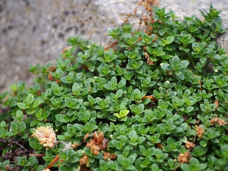 Thyme 'Doone Valley' (Thymus 'Doone Valley') growing guides