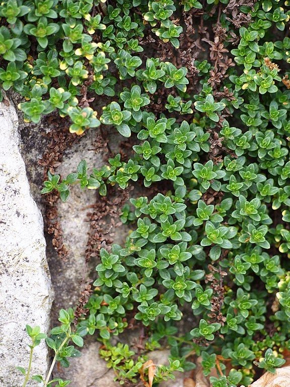 Thyme 'Doone Valley' (Thymus 'Doone Valley') - growing guides