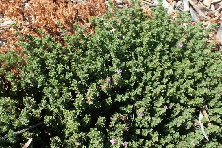 Thyme 'Pink Chintz' (Thymus serpyllum 'Pink Chintz') growing guides