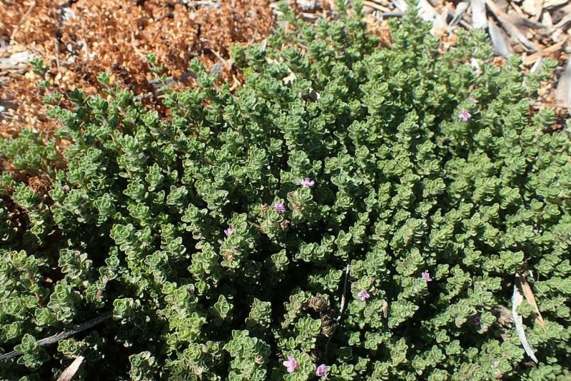 Thyme 'Pink Chintz' (Thymus serpyllum 'Pink Chintz')
