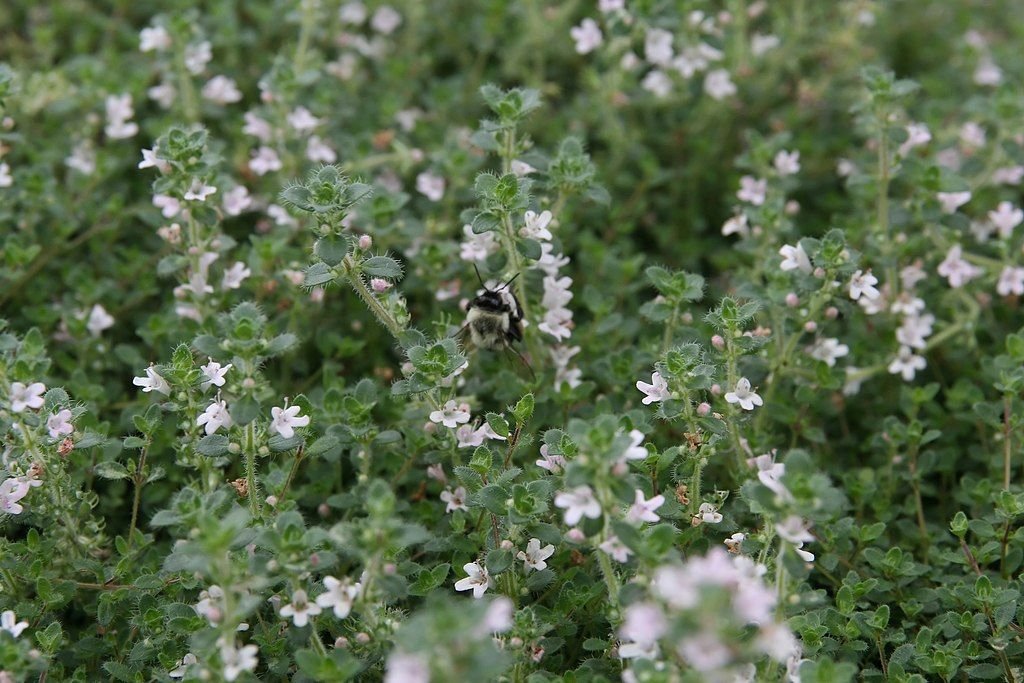 Thyme 'Pink Chintz' (Thymus serpyllum 'Pink Chintz') growing guides