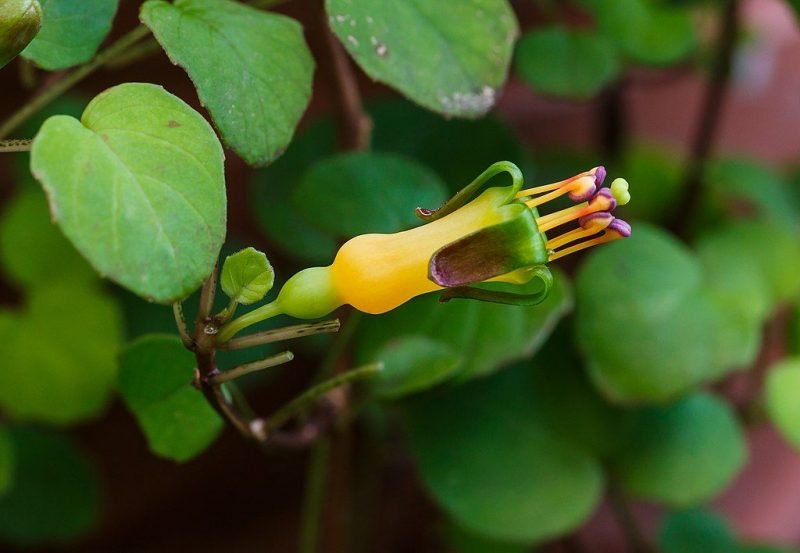 Trailing fuchsia (Fuchsia procumbens)