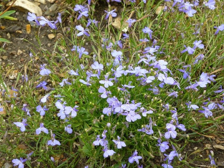 Trailing lobelia 'Cambridge Blue' (Lobelia erinus 'Cambridge Blue